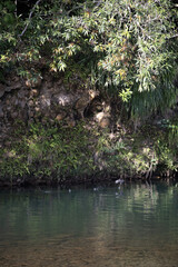 Poule d'eau Guadeloupe