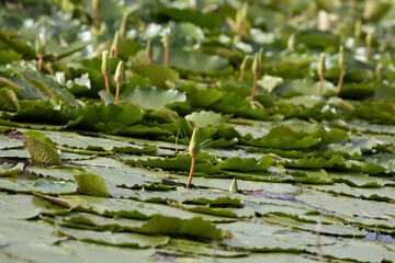 N&eacute;nuphar blanc