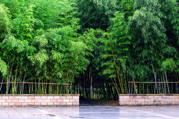 Green bamboo forest in city park
