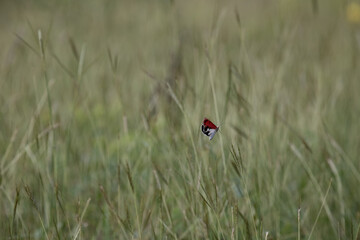 Papillon rouge et blanc