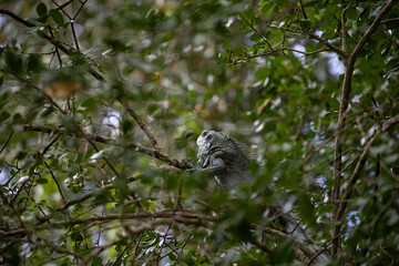 Iguane vert gris