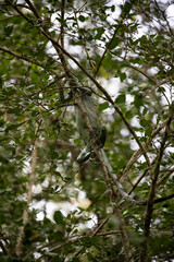 Iguane vert gris