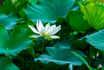 white lotus flower