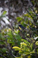 Sucrier oiseau tropique