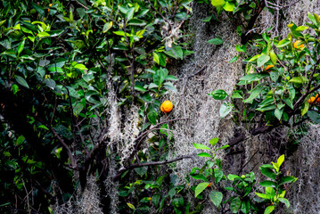 2023 8 16 Peru orange tree 28