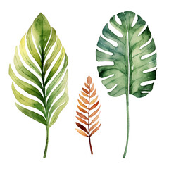Watercolor illustration tropical palm leaves. Isolated on transparent background. Perfect for card, postcard, tags, invitation, printing, wrapping.
