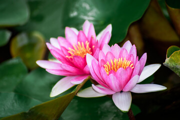 pink water lilies
