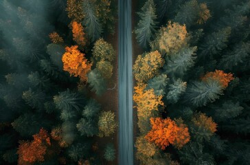 Autumn Tale - Aerial View of a Forest Road, Immersed in Autumn Leaves, Enchanting Narrative-Driven Visual Storytelling