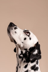 Portrait of a Dalmatian dog on beige background, looking to the side with its tongue sticking out. Hungry dog is licking its lips, eagerly awaiting a treat. Place for text - 729358405