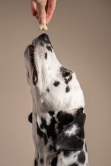 Portrait of a Dalmatian dog on beige background, looking to the side with its tongue sticking out. Hungry dog is licking its lips, eagerly awaiting a treat. Place for text - 729358852