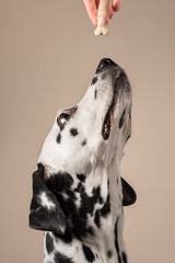 Portrait of a Dalmatian dog on beige background, looking to the side with its tongue sticking out. Hungry dog is licking its lips, eagerly awaiting a treat. Place for text - 729358893