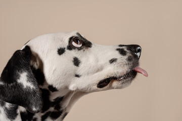 Portrait of a Dalmatian dog on beige background, looking to the side with its tongue sticking out. Hungry dog is licking its lips, eagerly awaiting a treat. Place for text - 729359093