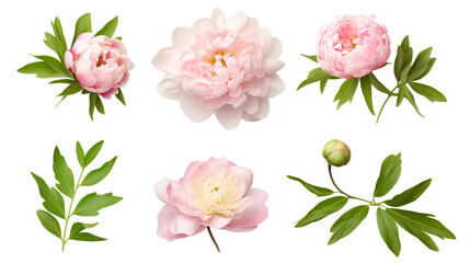 Peony Collection: Vibrant Floral Decorations for Perfume, Essential Oil, or Garden Designs - Elegant 3D Botanical Art, Isolated on Transparent Backgrounds!