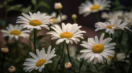 Fototapeta premium daisies in a spring meadow setting