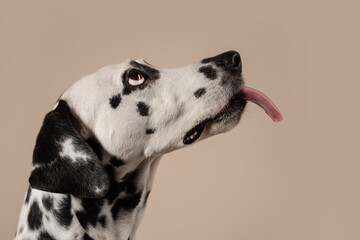 Portrait of a Dalmatian dog on beige background, looking to the side with its tongue sticking out. Hungry dog is licking its lips, eagerly awaiting a treat. Place for text - 729359443