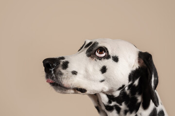 Portrait of a Dalmatian dog on beige background, looking to the side with its tongue sticking out. Hungry dog is licking its lips, eagerly awaiting a treat. Place for text - 729359606