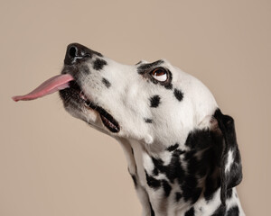 Portrait of a Dalmatian dog on beige background, looking to the side with its tongue sticking out. Hungry dog is licking its lips, eagerly awaiting a treat. Place for text - 729359640