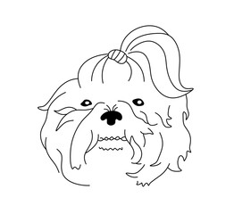 Vector isolated one single lapdog with tail head portrait  colorless black and white contour line easy drawing