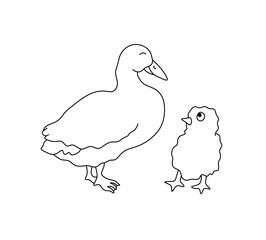 Vector isolated duck and chicken colorless black and white contour line easy drawing