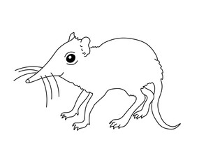 Vector isolated one single shrew mouse with long nose side view colorless black and white contour line easy drawing