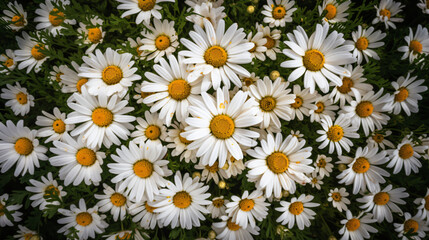 Fototapeta premium daisies in a spring meadow setting