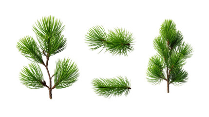 Fototapeta na wymiar Pine Tree and Plant Collection in Stunning Digital Art 3D, Perfect for Garden Design Elements and Aromatic Perfume Illustrations, Isolated on Transparent Background