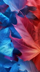 Soothing Fusion: Close-up view of sycamore and mepal leaves in calming red and shap blue.
