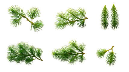 Pine Tree and Plant Collection in Stunning Digital Art 3D, Perfect for Garden Design Elements and Aromatic Perfume Illustrations, Isolated on Transparent Background