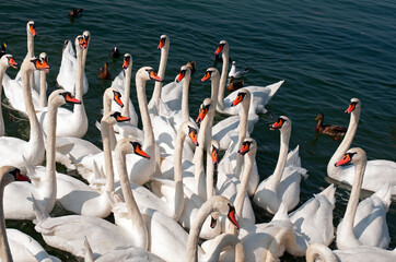 Geneva, Switzerland, Europe - Lake Geneva, wild swans gathered on the shore on Quai Gustave Ador...