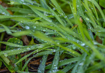 Im Garten und der Natur: Fotospaziergang im Dezember 2023