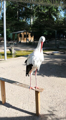 white stork in Orangerie Park Strasbourg France - 729363863