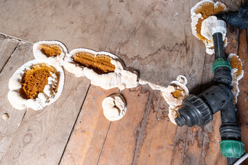 Big home destructive fungus or Serpula lacrymans on the floor near water pipes