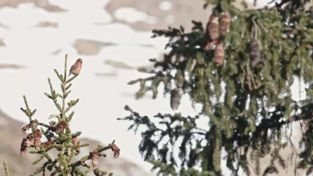 Wild Alps in the spring season, the red crossbill male (Loxia curvirostra)