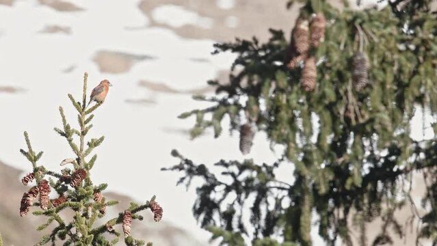 In the coniferous forest, the red crossbill male (Loxia curvirostra)