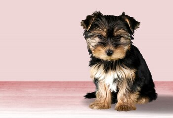 Portraite of cute small puppy dog on bright background.