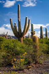Kandelaberkakteen, Nationalpark Los Cardones, Argentinien, Südamerika