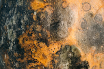 Rotten pumpkin. Decayed pumpkins problem. Spoiled food. Moldy fruit.