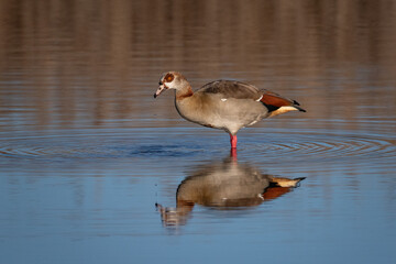 Side view of one Egyptian goose standing in shallow water with reflection at sunset