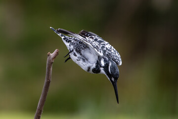 Pied kingfisher diving to catch a fish