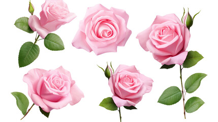 Pink Roses Collection: Exquisite Floral Elements for Perfume, Garden Design, and Digital Art - Top View, Isolated on Transparent Background for Elegant Designs and Fresh Spring Concepts.