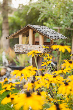Yellow flowers and bird house in back ground.