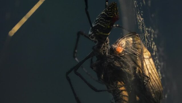 Close up of a silk orb weaver spider eating a butterfly in his net