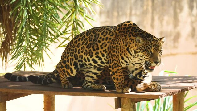 Rare video of a house of jaguars copulating