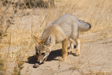 Argentinischer Kampfuchs, Patagonischer Fuchs, Pseudalopex griseus, Halbinsel Valdes, Argentinien, Südamerika