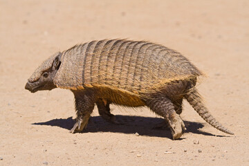 Zwerggürteltier (Zaedyus pichiy), Halbinsel Valdes, Argentinien, Südamerika