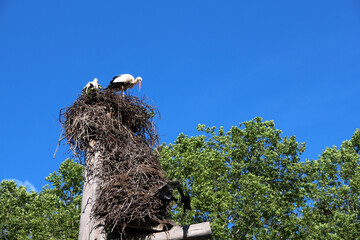 Stork couple on their nest - 729368672