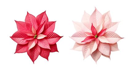 Poinsettia Flowers Collection Set on Transparent Background for Holiday Decoration and Garden Designs