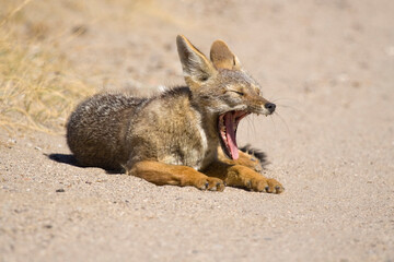 Argentinischer Kampfuchs, Patagonischer Fuchs, Pseudalopex griseus, Halbinsel Valdes, Argentinien, Südamerika
