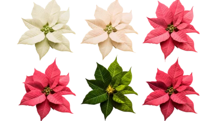 Foto op Plexiglas Tropische planten Poinsettia Flowers Collection Set on Transparent Background for Holiday Decoration and Garden Designs