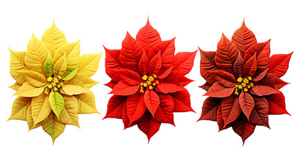 Poinsettia Flowers Collection Set on Transparent Background for Holiday Decoration and Garden Designs